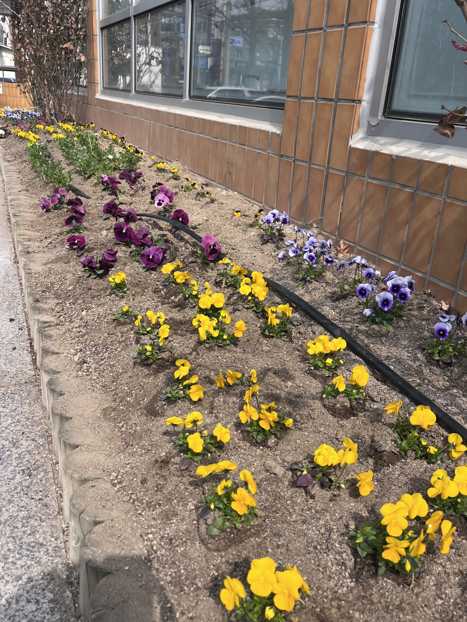 안산시 사동, 꽃길로 물들다