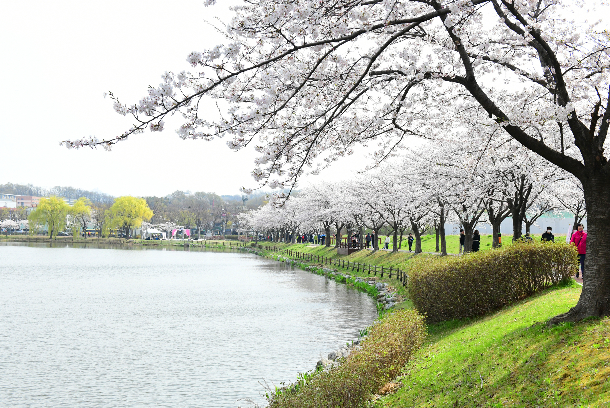 화랑유원지 수놓은 봄날의 향연…‘제1회 안산 벚꽃 놀이터’큰 호응