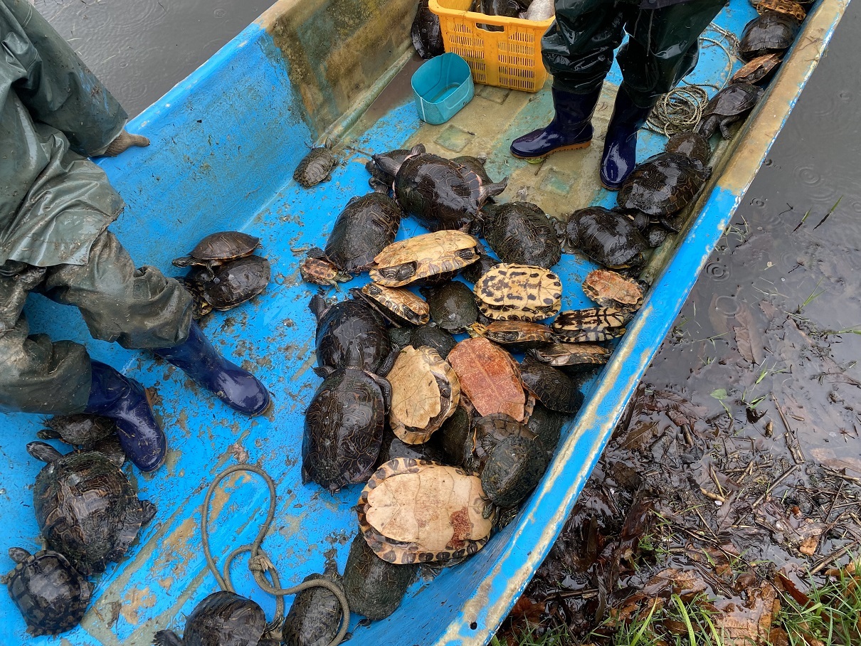 안산시, 화랑유원지 생태계 보호 위해 붉은귀거북 70여 마리 포획