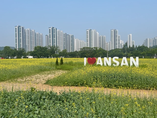 안산시,“단원구청 유채꽃밭에서 힐링하세요”도심 속 힐링 공간