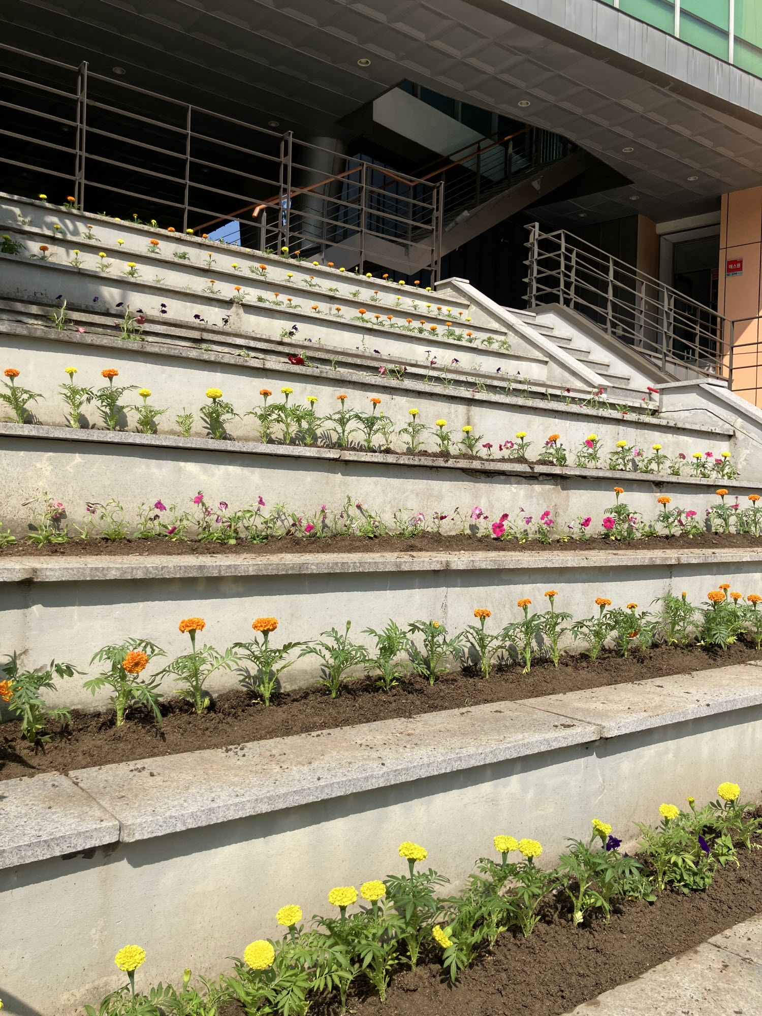 안산시 일동, 여름맞이 꽃심기로 새단장