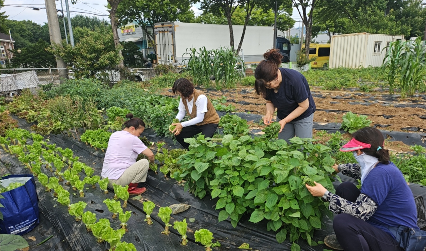 안산시 신길동 지사협, 직접 가꾼 상추감자로 이웃사랑 실천