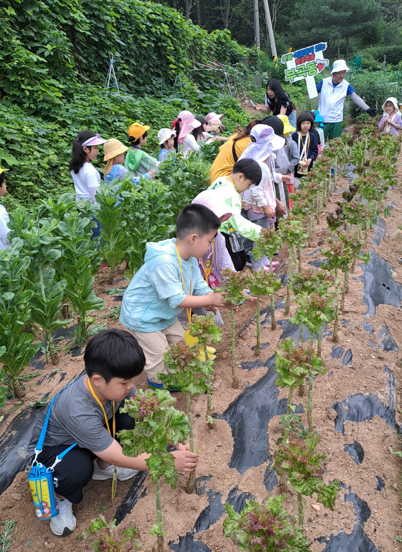 안산시 부곡동 주민자치회, 주말농장 어린이 채소 수확 체험행사
