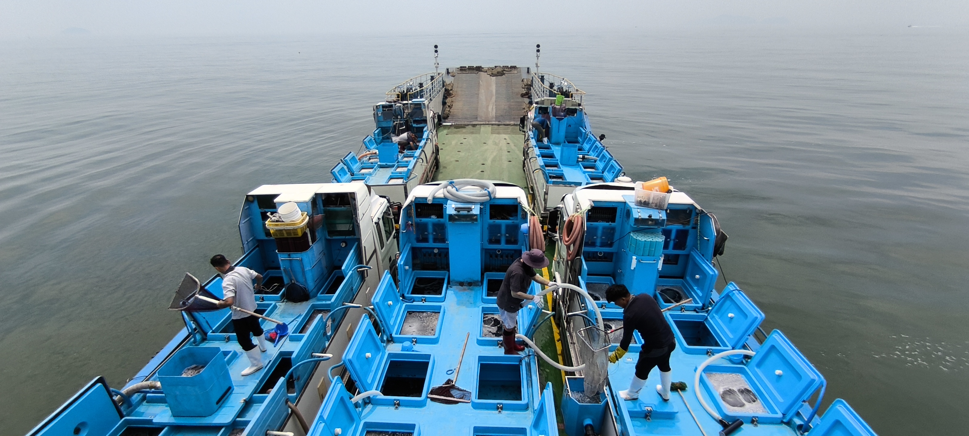 안산시, 대부도 연안 해상에 조피볼락 치어 방류… 수산자원 증대