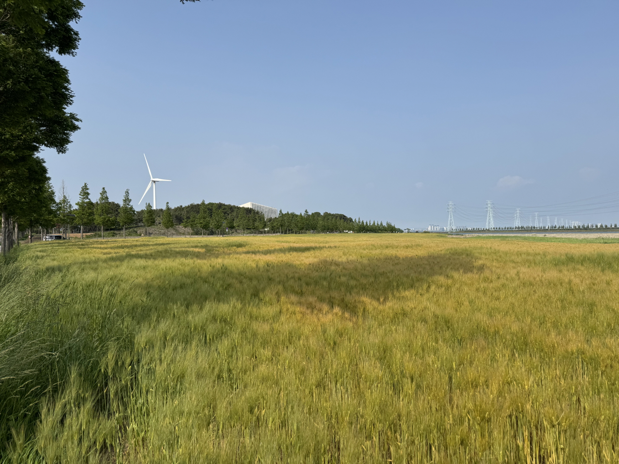 안산시, 청보리 수확물 40포 기부로 지역사회 나눔 실천