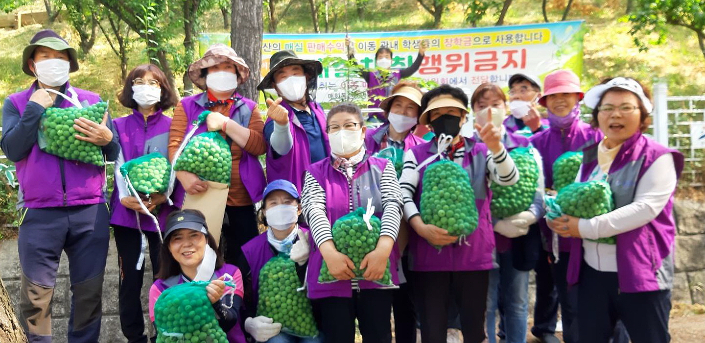 안산시 이동 구룡매화동산운영위원회, 2022년 매실따기 행사