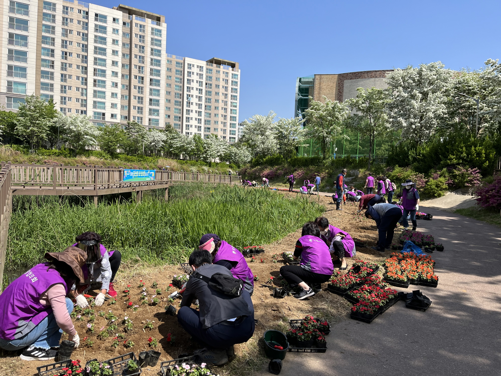 안산시 신길동, 신길천에 임파첸스 4천본 식재