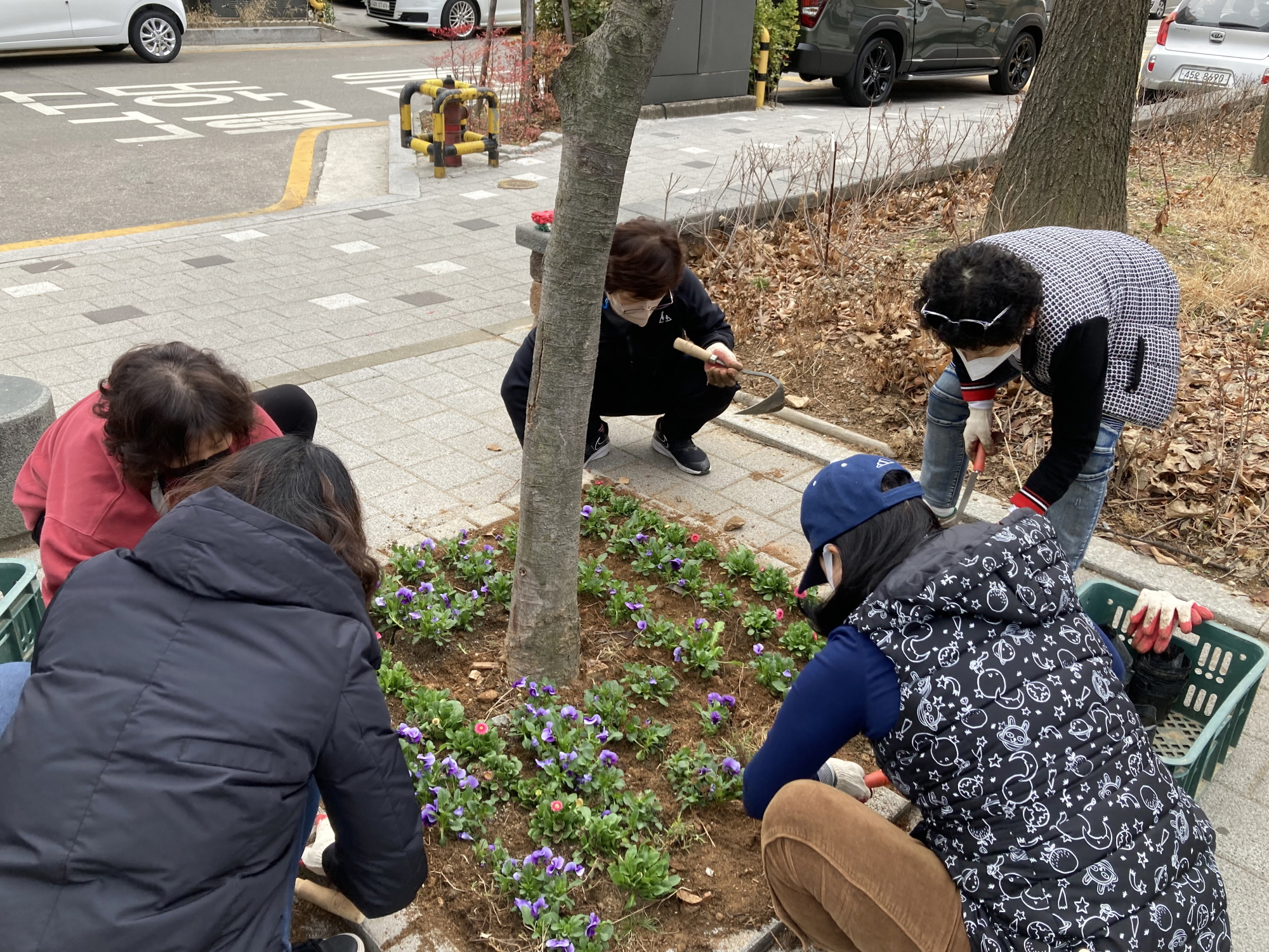 안산시 초지동에 새봄이 성큼 ‧‧‧데이지, 비올라 영롱한 자태 뽐내