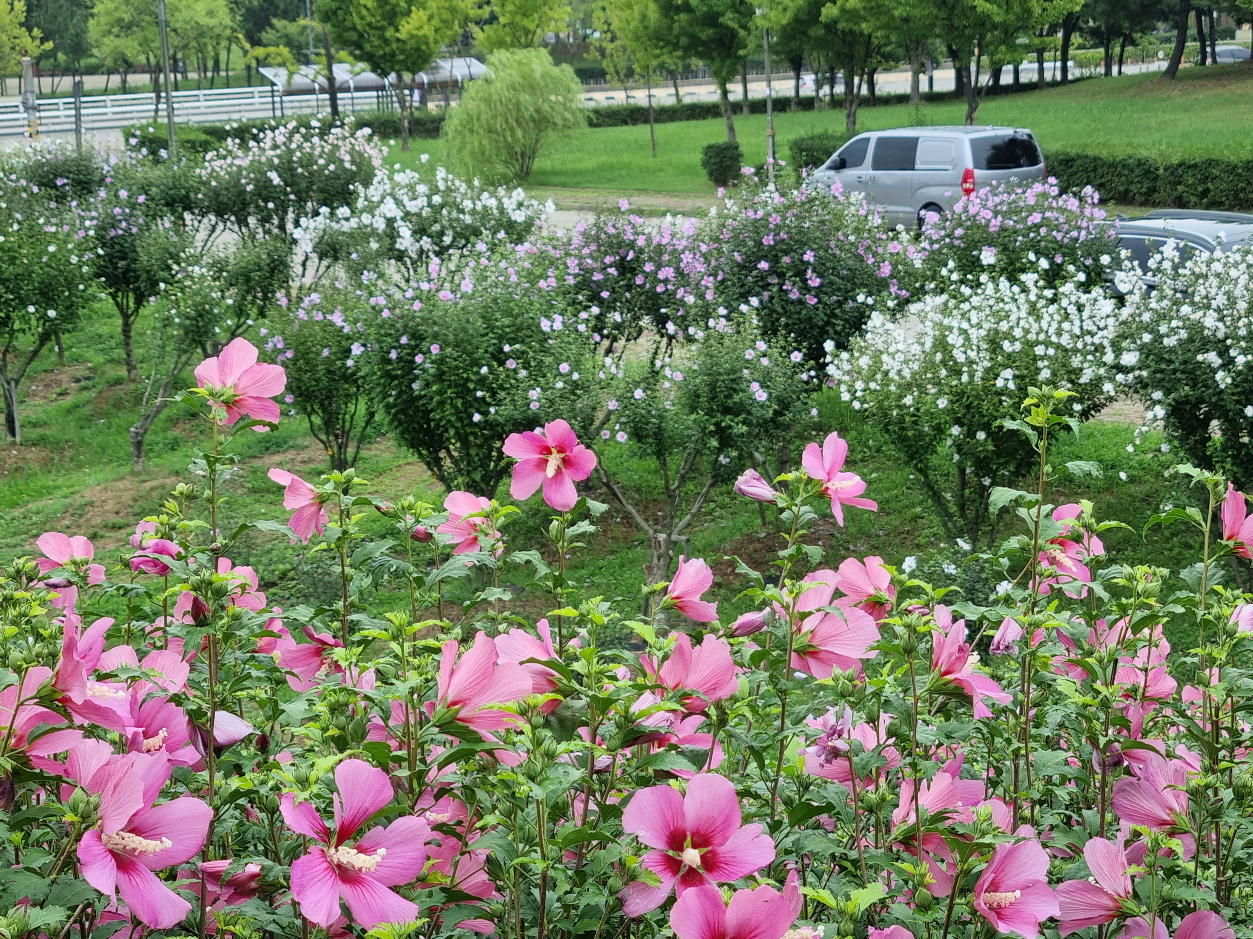안산시, 호수공원에 국내 최대 규모 ‘무궁화동산’ 조성