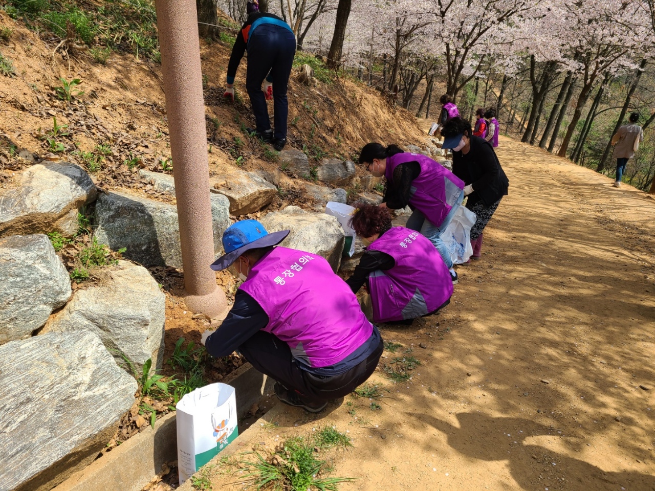 안산시 선부2동 통장협의회, 샛터공원 꽃무릇 화단 조성