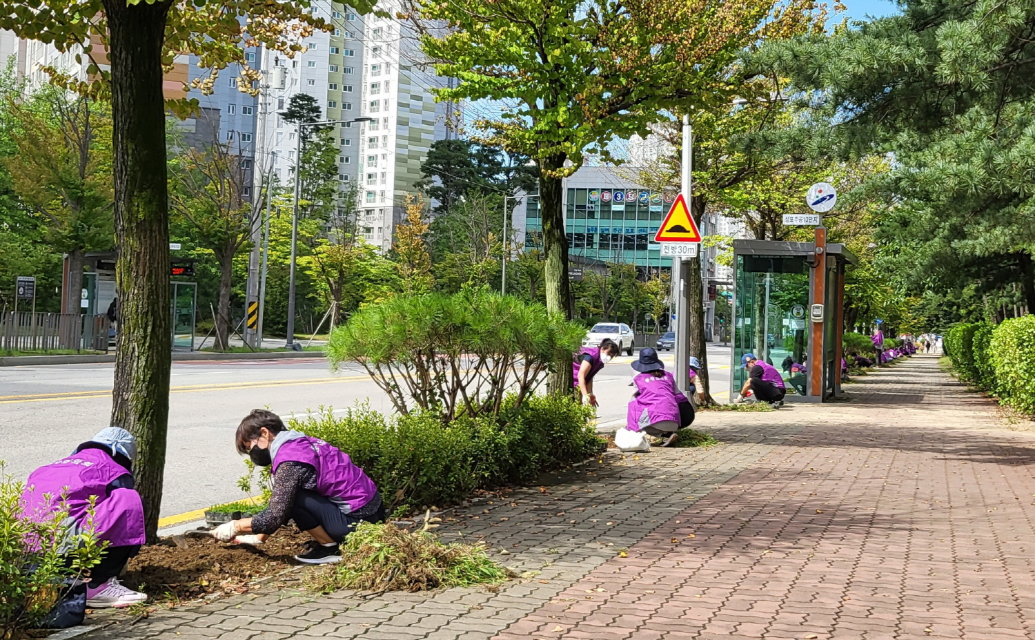 안산시 성포동 통장협의회, 화랑로 일대 꽃잔디 식재
