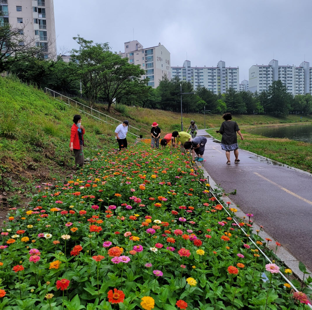 안산시 해양동, 주민이 가꾸는 마을꽃밭 여름에도 “활짝”