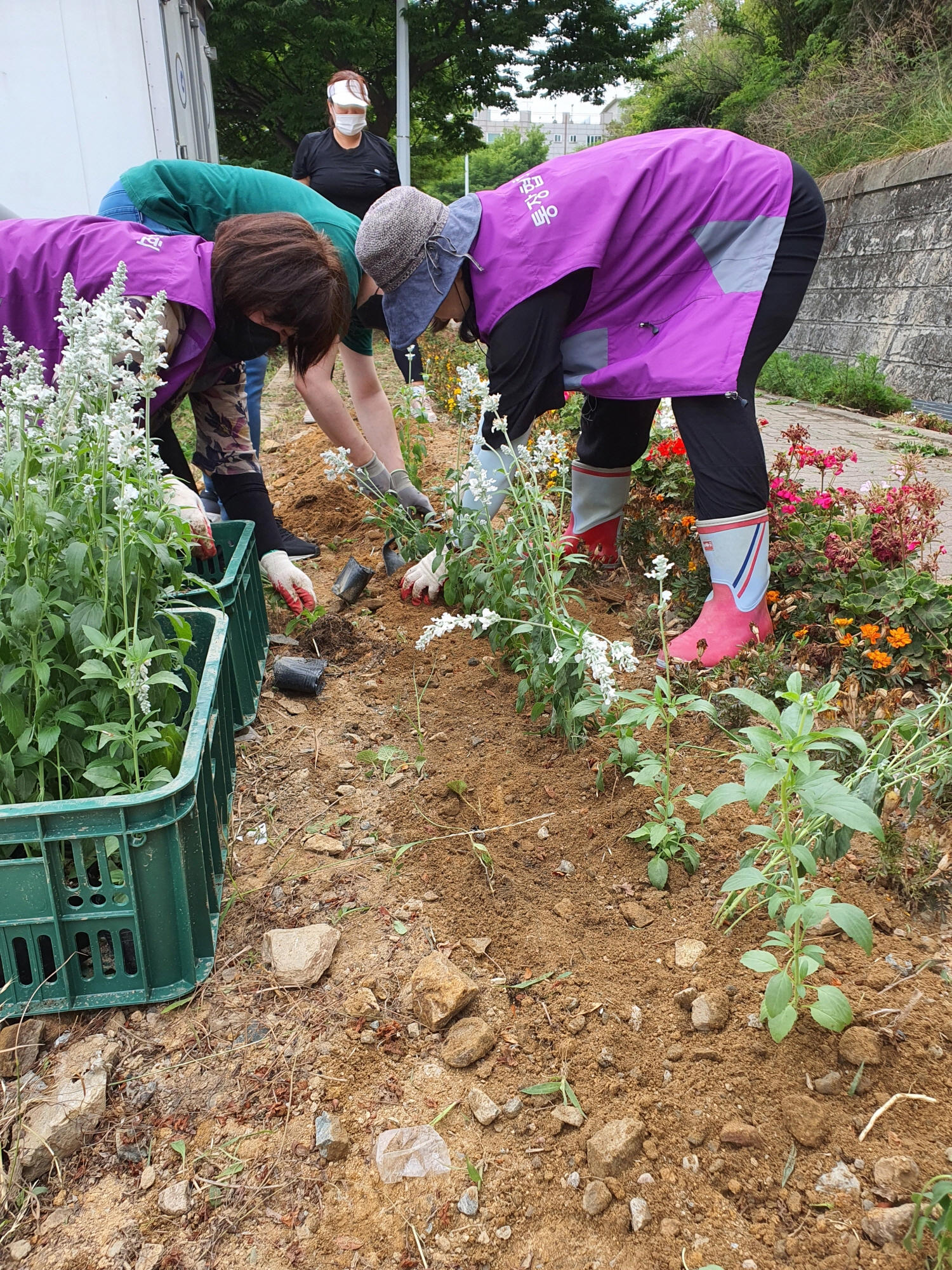 안산시 사동, 알록달록 여름꽃으로 갈아입어