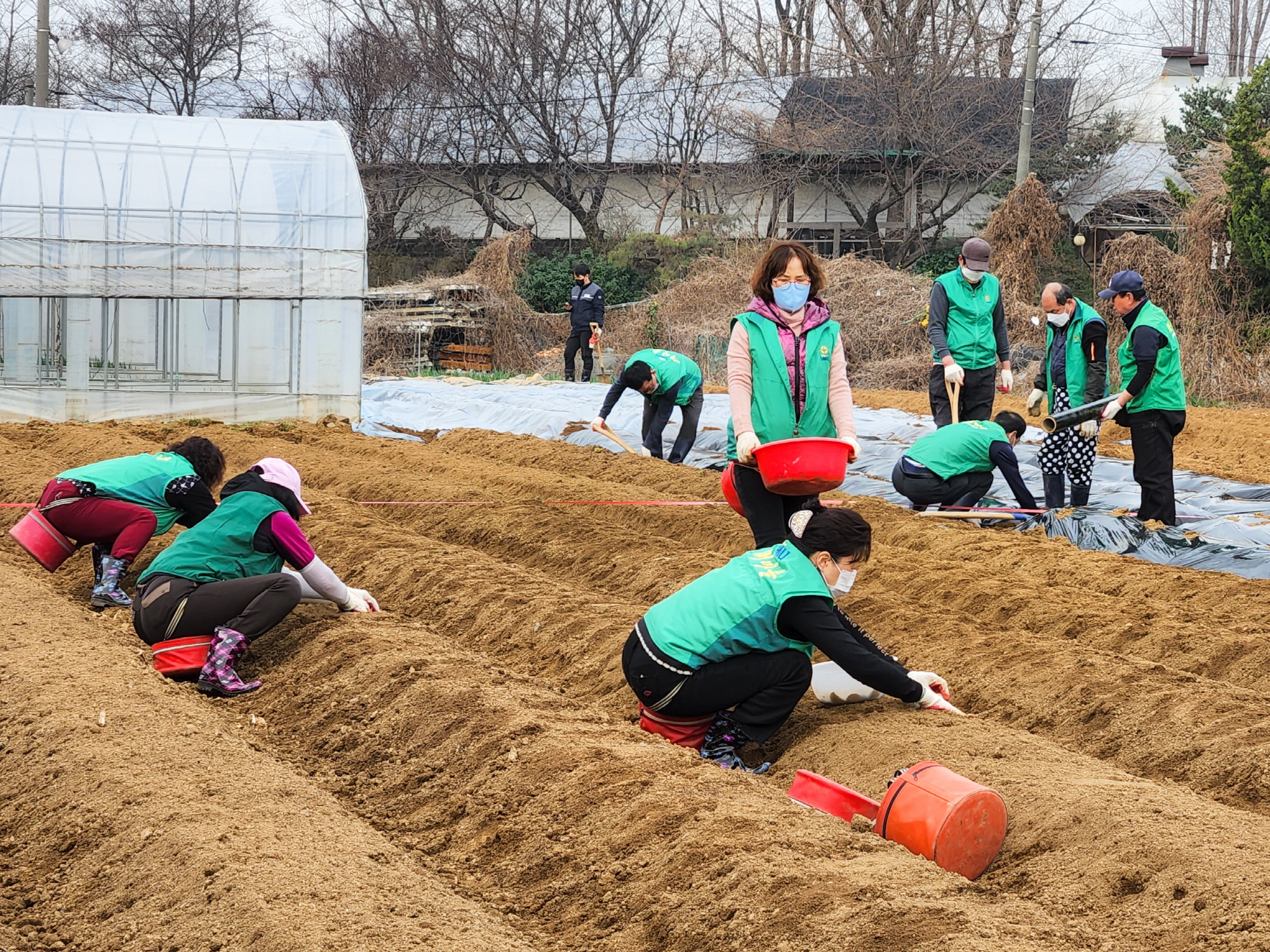 안산시 백운동 새마을회, 사랑愛감자 심기 활동
