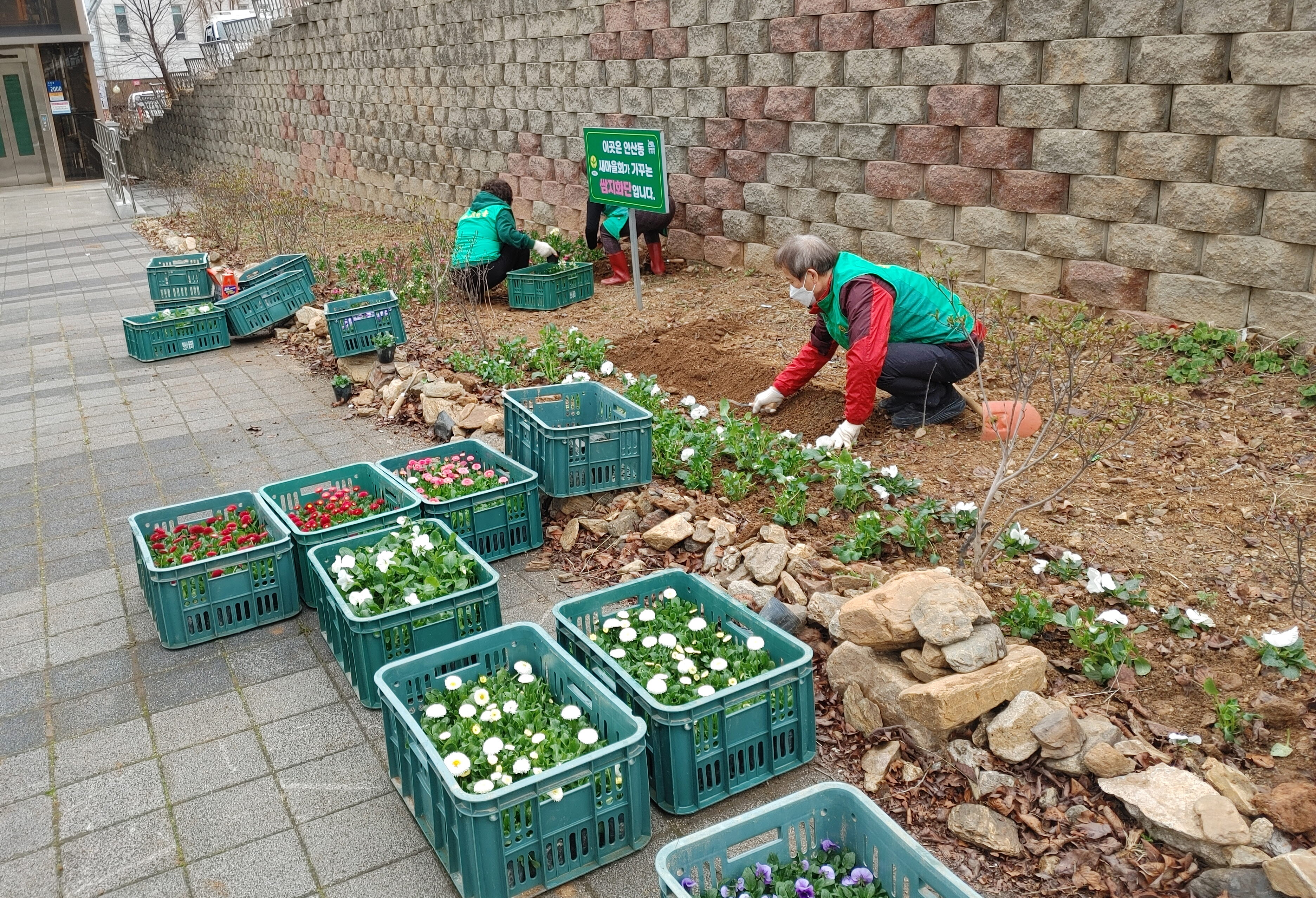 안산시 안산동 새마을협의회, 수인산업도로변에 봄맞이 꽃단장