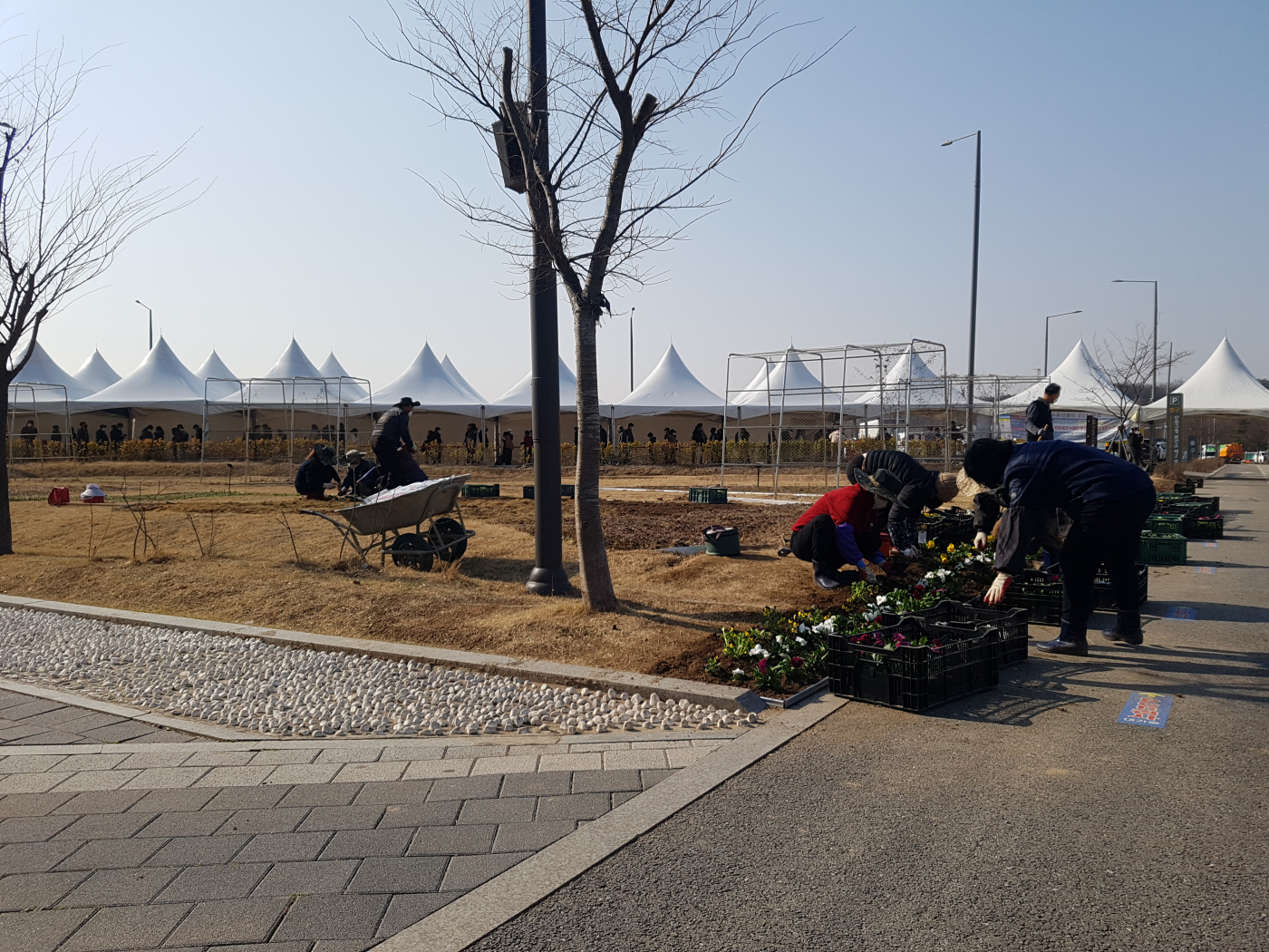 안산시 단원구청 · 단원보건소 일대 꽃밭이…싱그러운 봄맞이