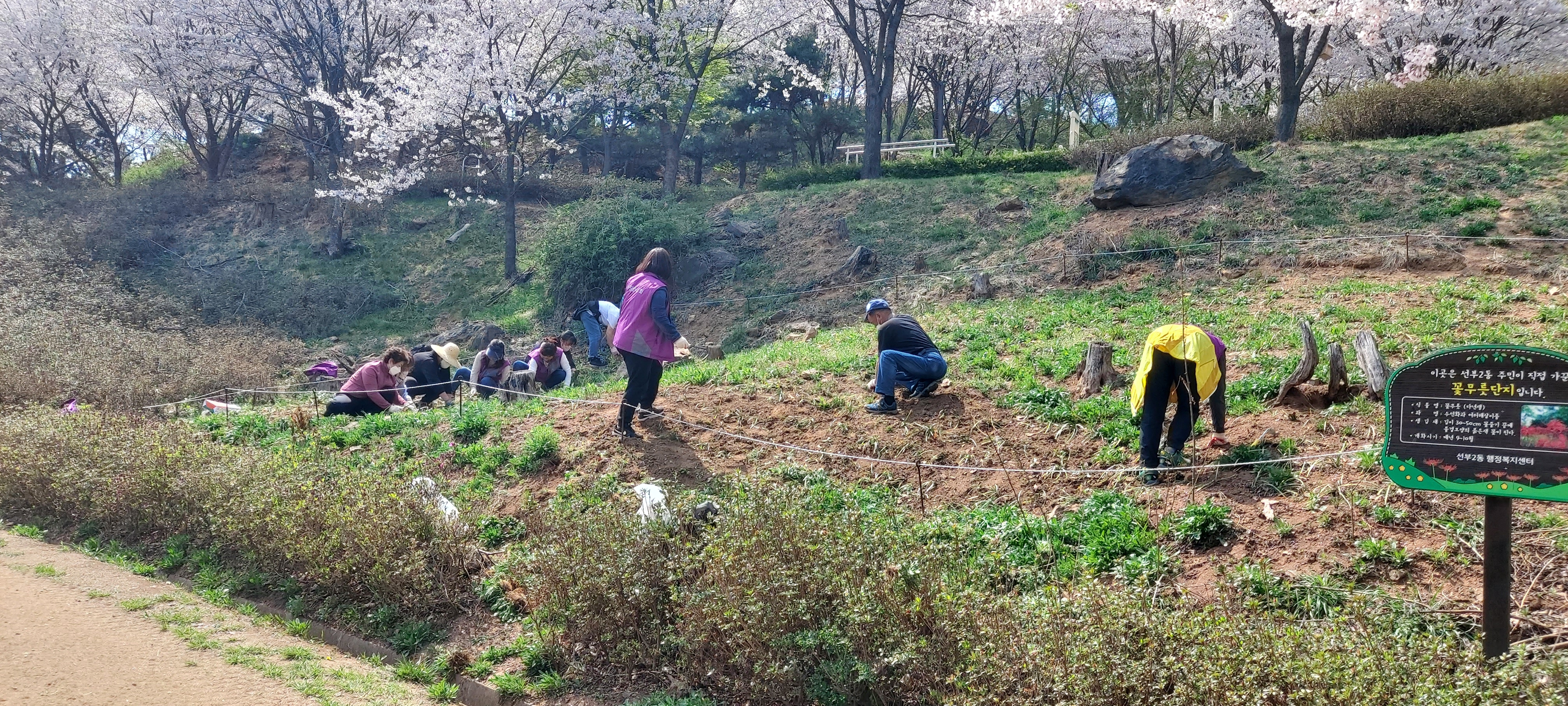 안산시 선부2동 통장협의회, 샛터공원 꽃무릇 화단 조성