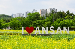 안산시 단원구청 앞 유채꽃밭 활짝…“힐링하러 오세요”