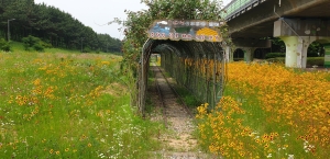 안산시, 안산선 교량하부 산책로 어린 금계국 만개…“힐링하러 오세요”