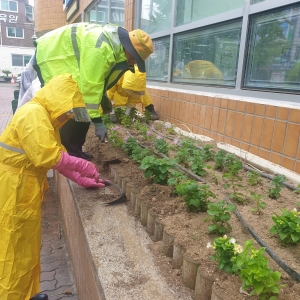 안산시 사동, 청사 주변 가을꽃으로 꽃단장