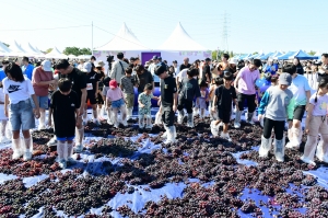 이틀간 2만 3천 명이 달콤한 포도에 흠뻑… 안산 대부포도 축제 성료