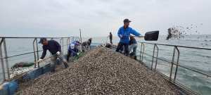 안산시, 고소득 패류 종자 방류 추진… 대부도 지역경제 살린다