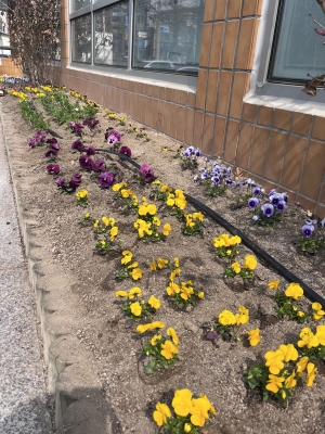 안산시 사동, 꽃길로 물들다