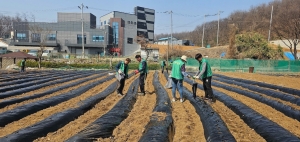 안산시 안산동 새마을회, 이웃나눔 사랑의 감자심기