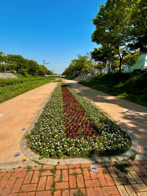 안산시, 봄꽃 만개한 안산천·화정천 산책로에 시민 발길 이어져