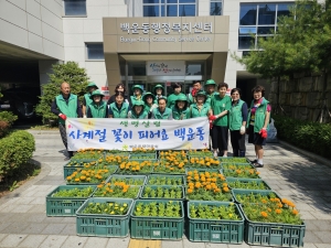 안산시 백운동 새마을회, 여름꽃 1,000본 식재로 쾌적한 환경 조성