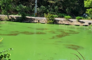 안산시, 개인 하수처리시설 특별점검… 공공수역 녹조 예방 차원