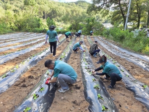 안산시 부곡동 새마을회, 연말 김장 나눔 위한 무·배추 파종