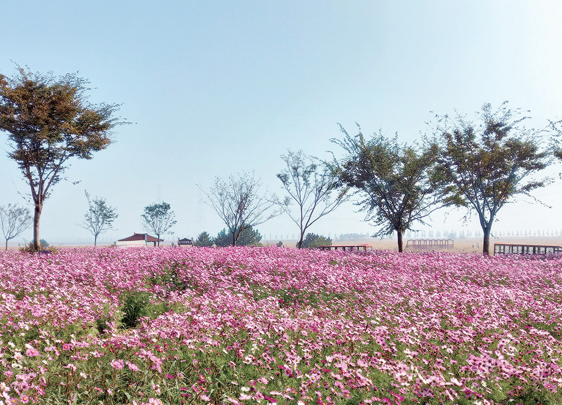 가을꽃 만발한 대부 바다향기테마파크