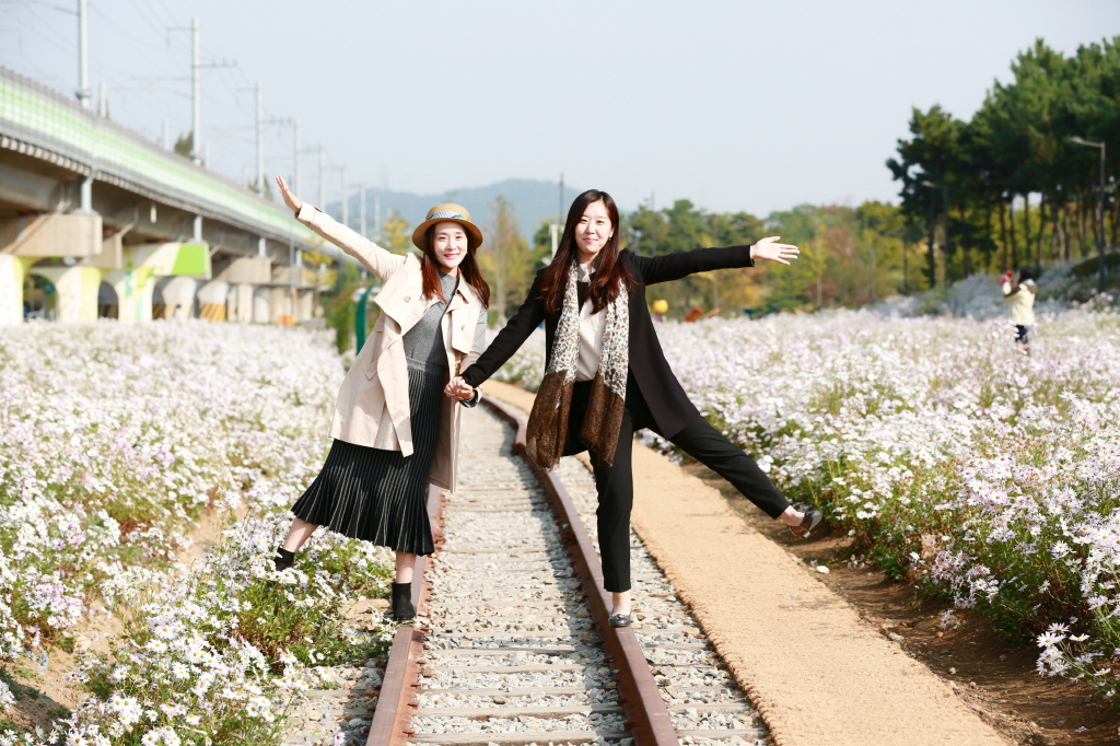 안산 고잔역 구절초 꽃밭…가을 행락객 발길 ‘유혹’