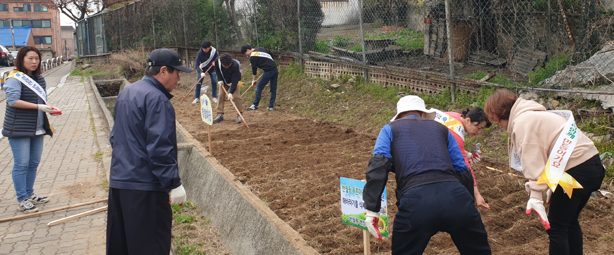 태양이 가득한 반월동 해바라기 꽃밭 조성