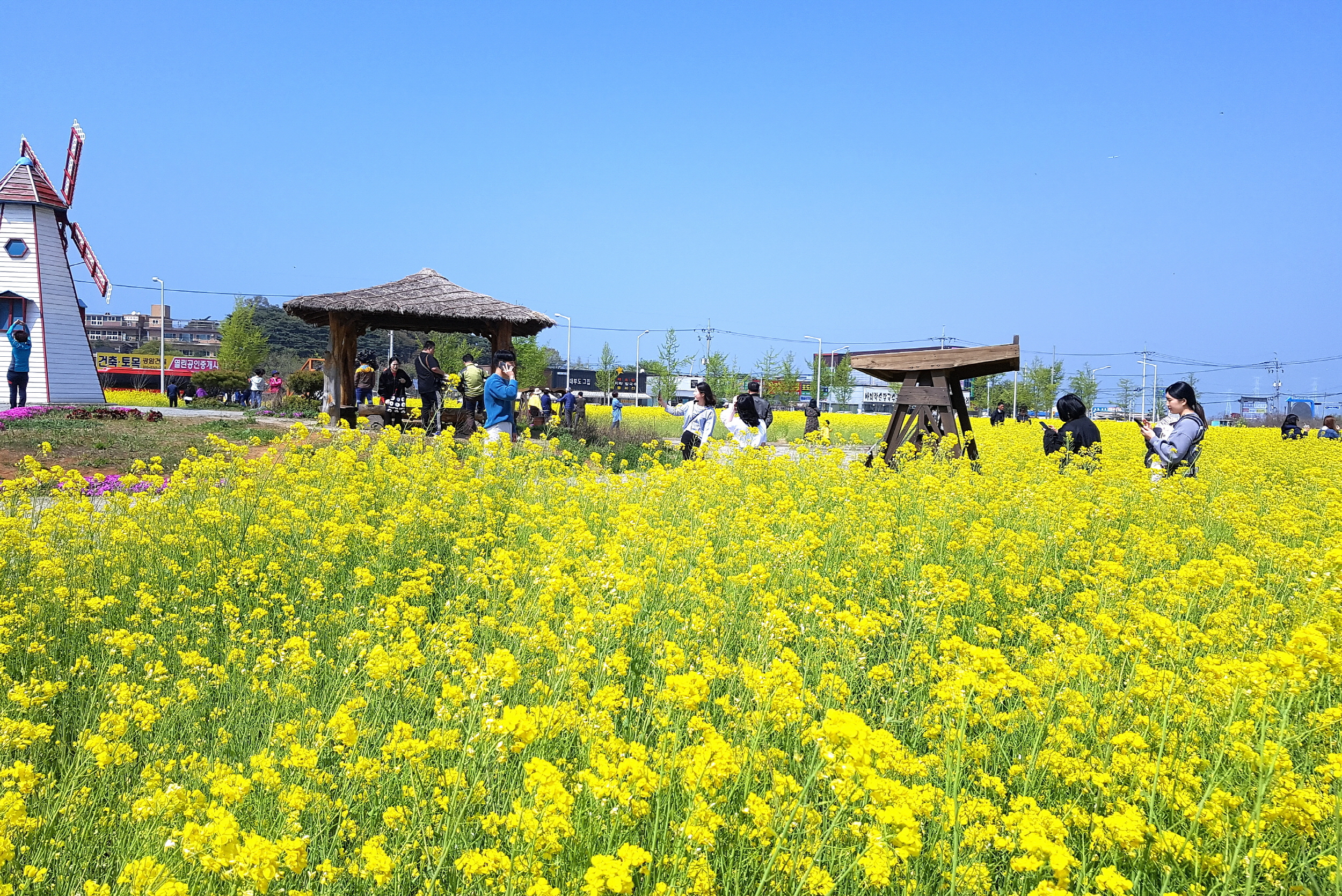 대부도 유채꽃밭! ‘꽃도 절정, 사람도 절정’