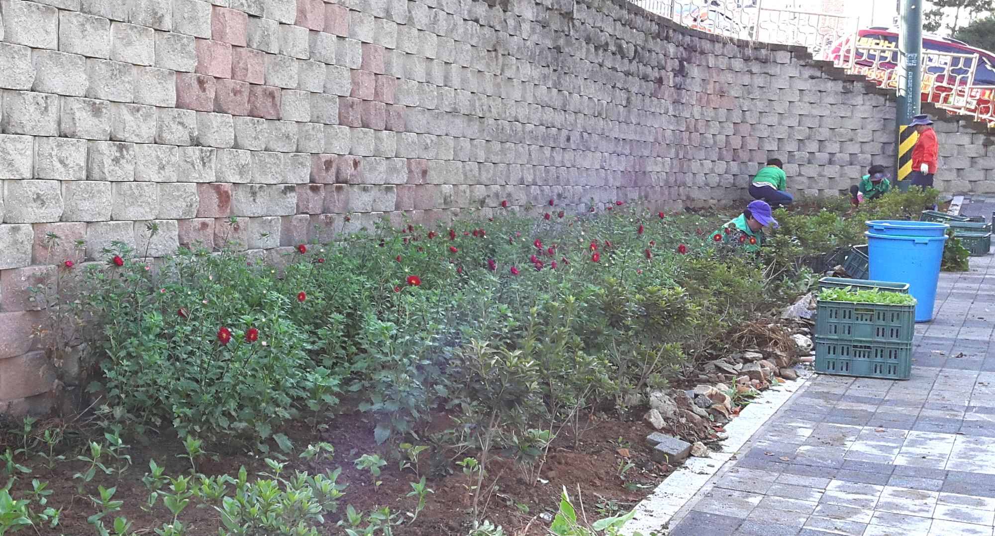 안산동 새마을지도자협의회,  수인산업도로변 쌈지화단에 가을꽃 식재