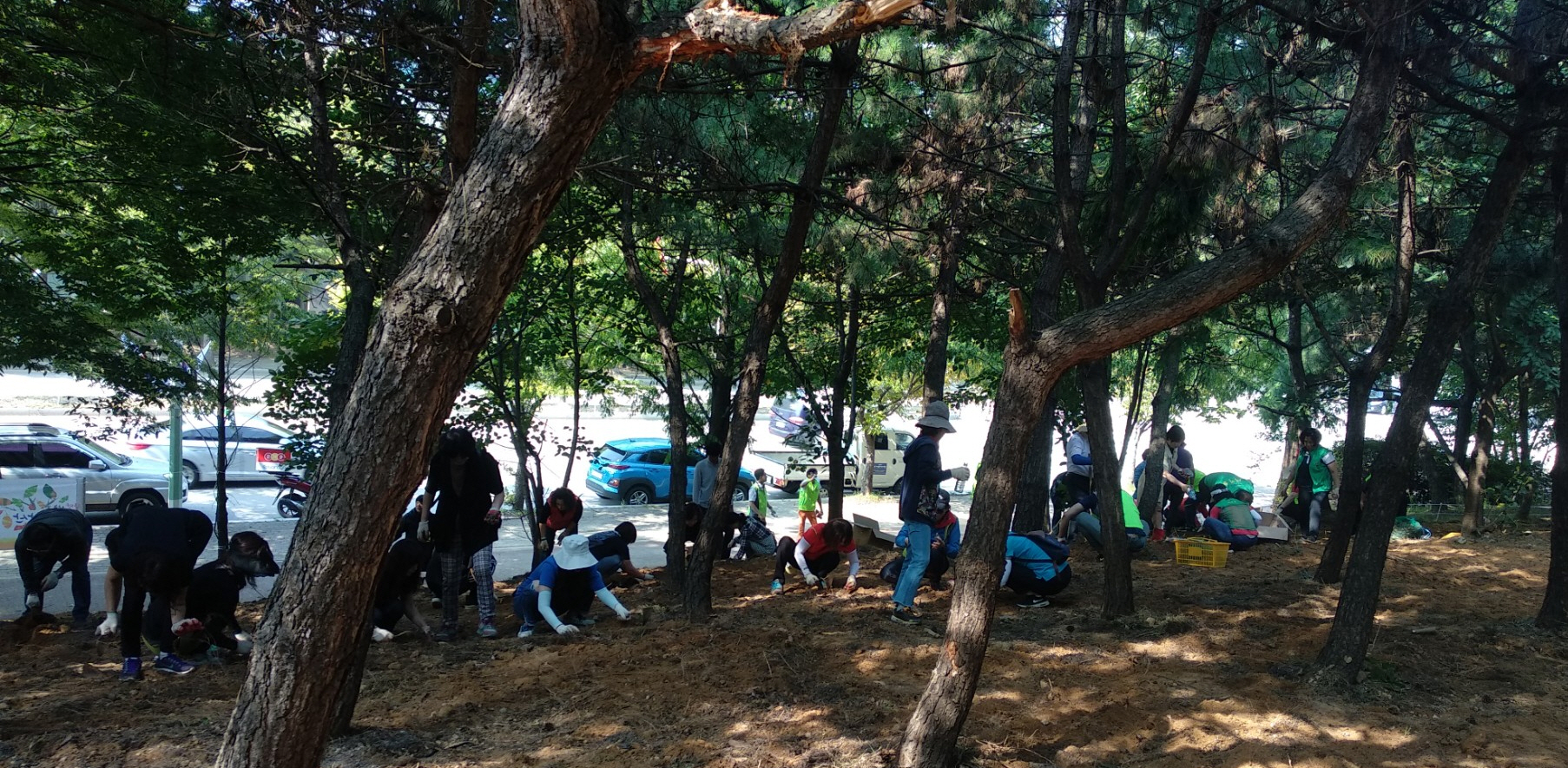 이동, 황토십리길 꽃무릇 심기 행사 추진