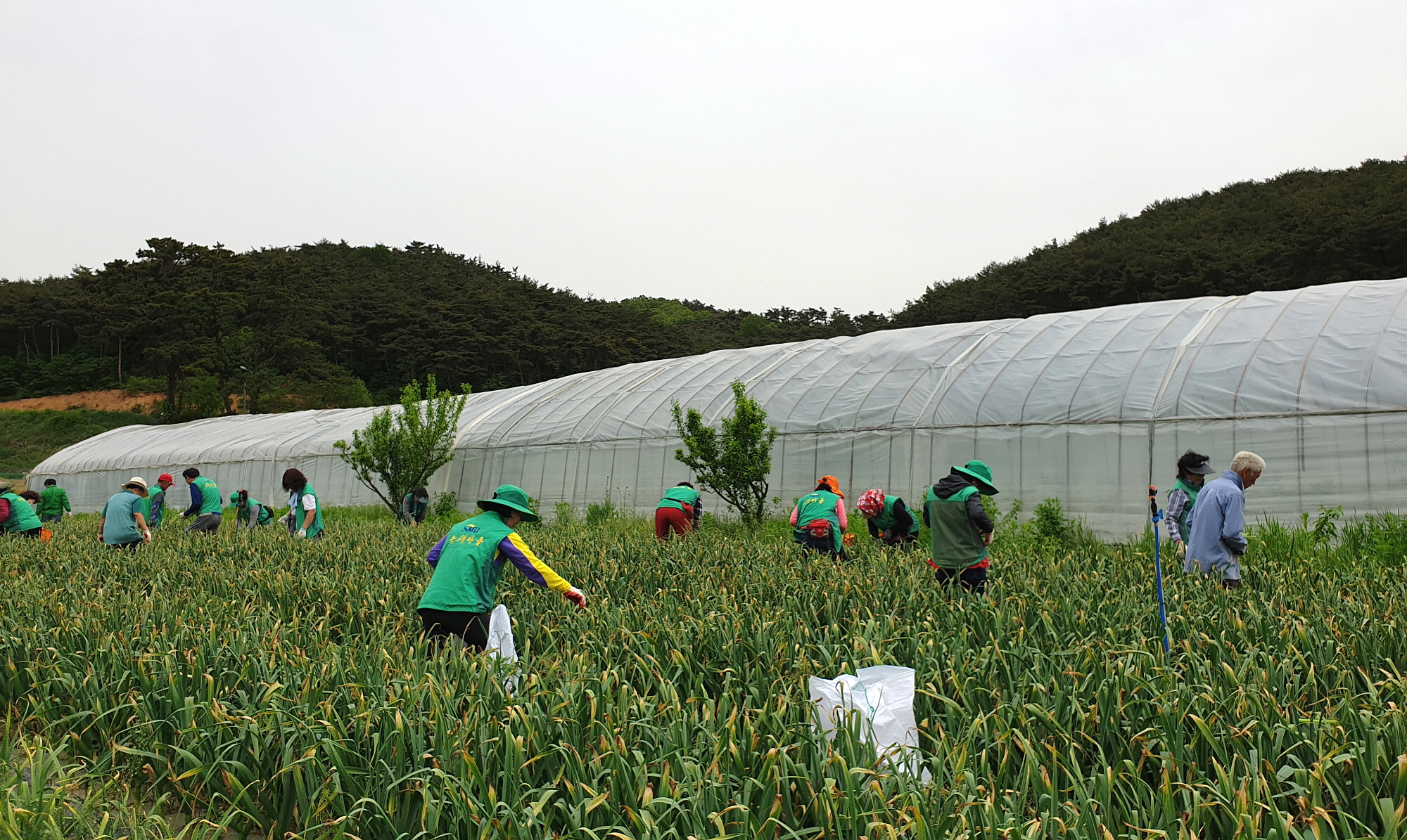 안산시새마을회, 마늘 재배 농가 봉사활동 나서