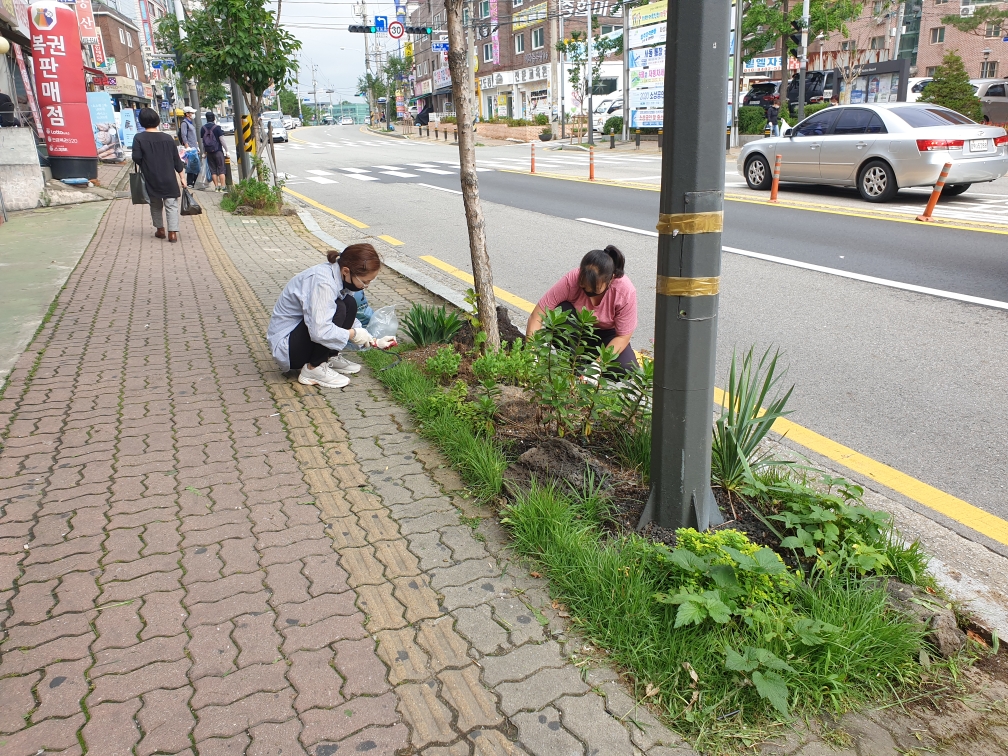 안산시 사동, 석호로 가로수 잡초제거 나서