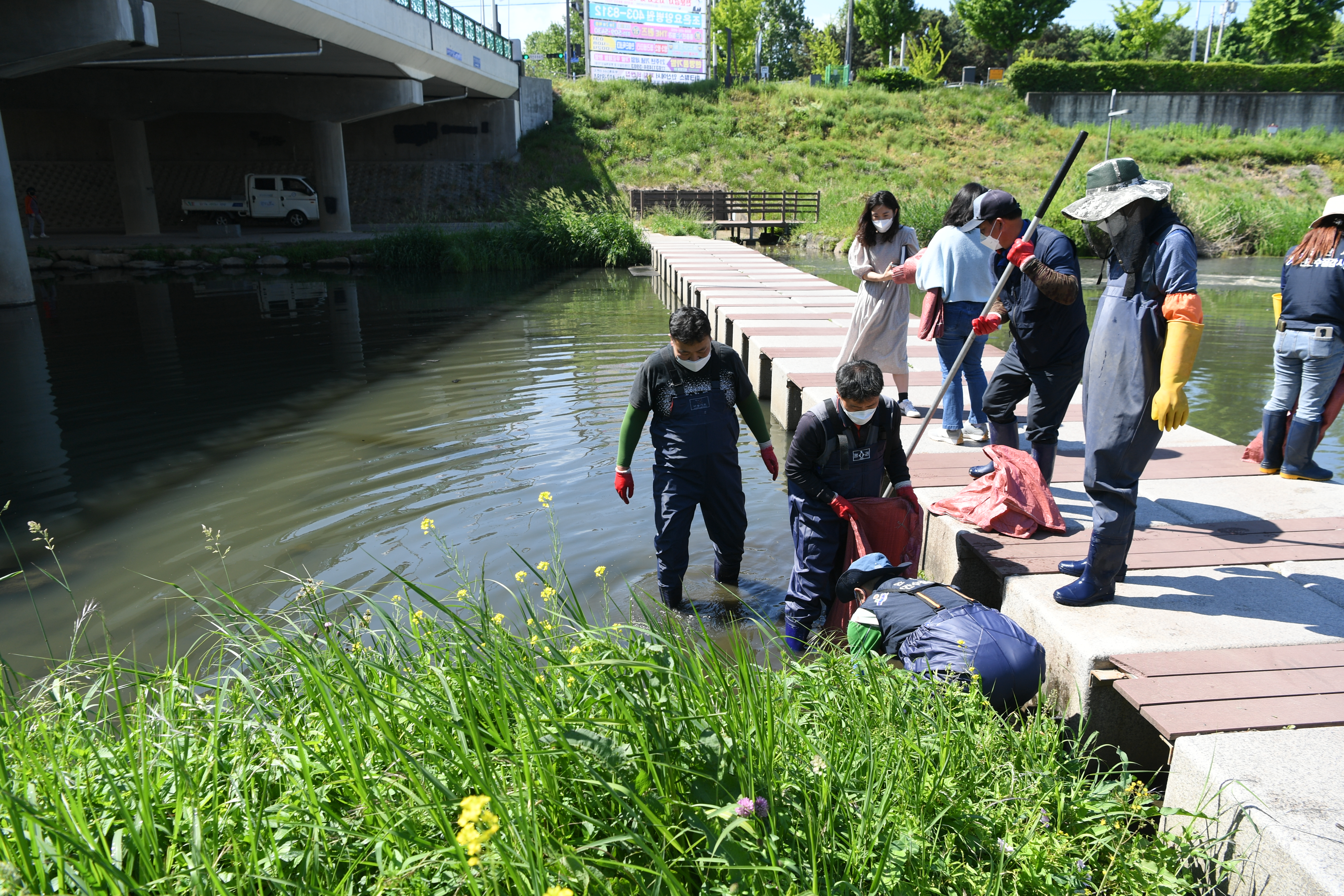 안산시, 안산천 잉어 떼죽음 사고관련 긴급조치 실시…150명 투입해 사고 수습