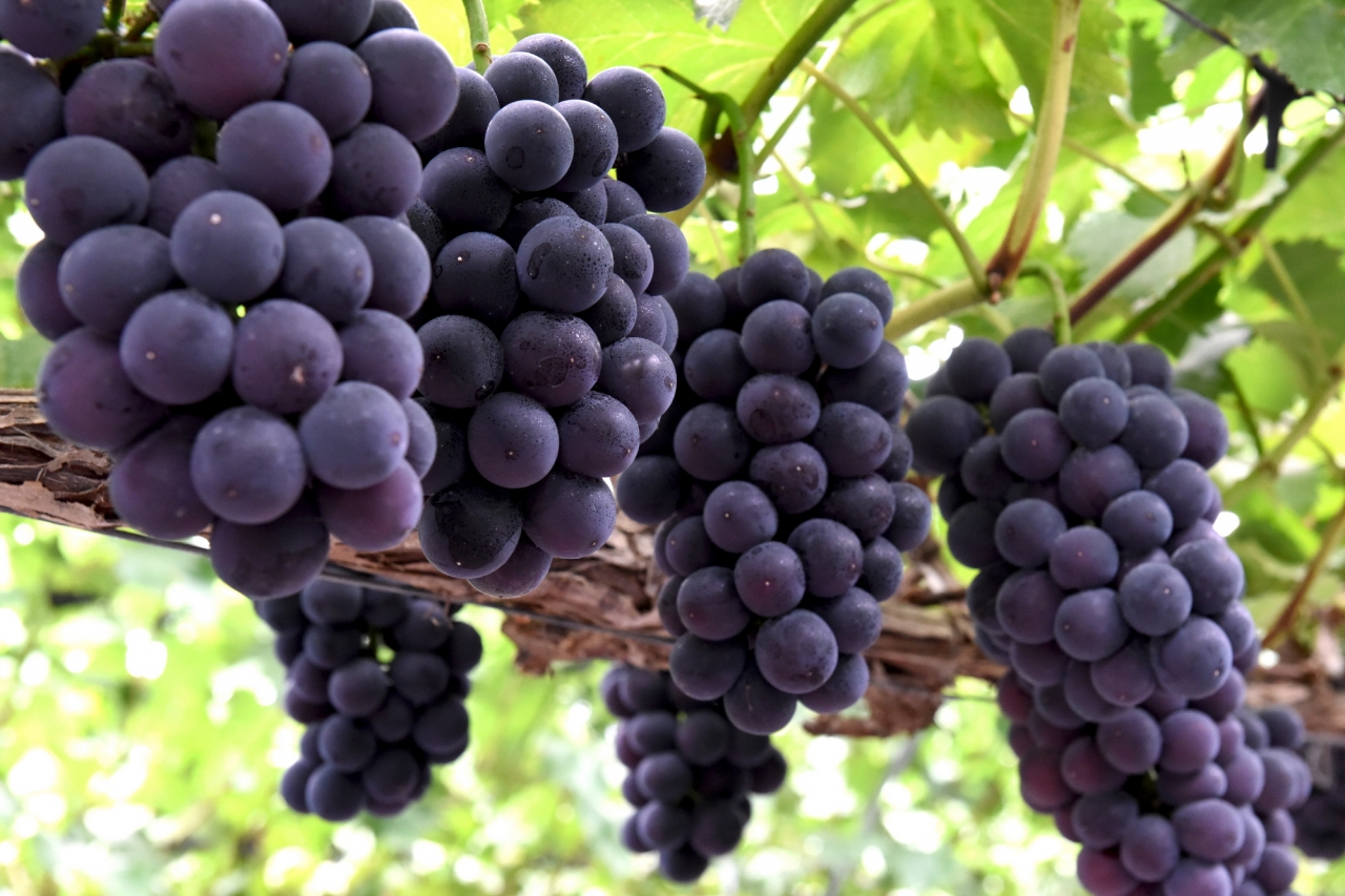 2022 안산 대부포도축제 개최…17일부터 온라인 판매시작