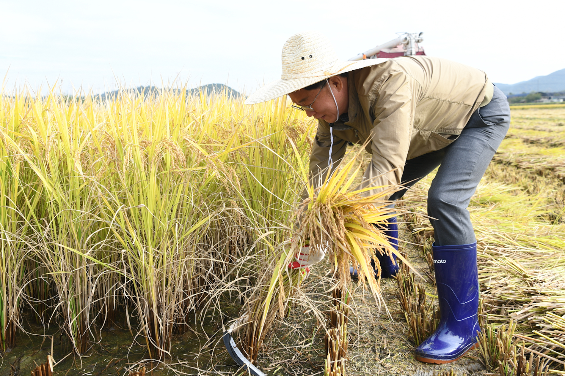 이민근 안산시장, 풍년 기원 본오뜰 벼베기 행사 …농가돕기 나서