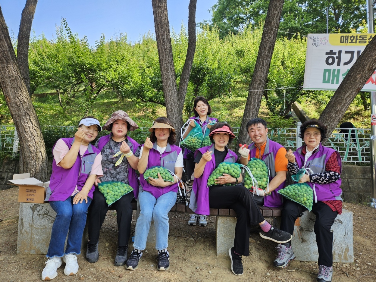 안산시 이동, 주민과 함께 가꾼 매화동산 ‘매실따기’행사