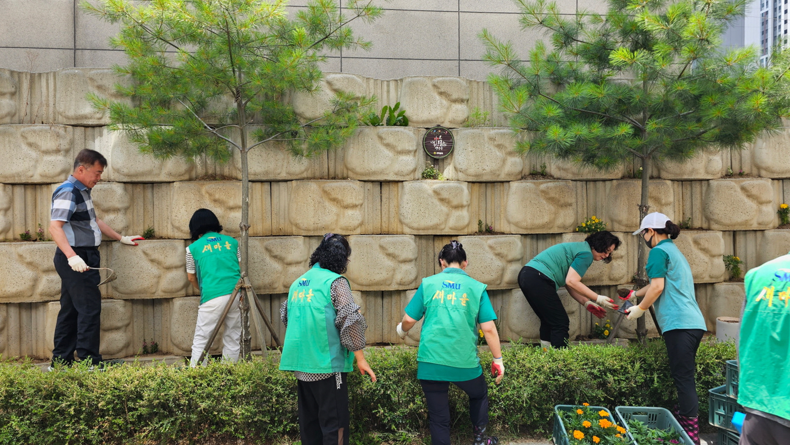 안산시 백운동 새마을회, 청사 화단에 여름꽃 식재