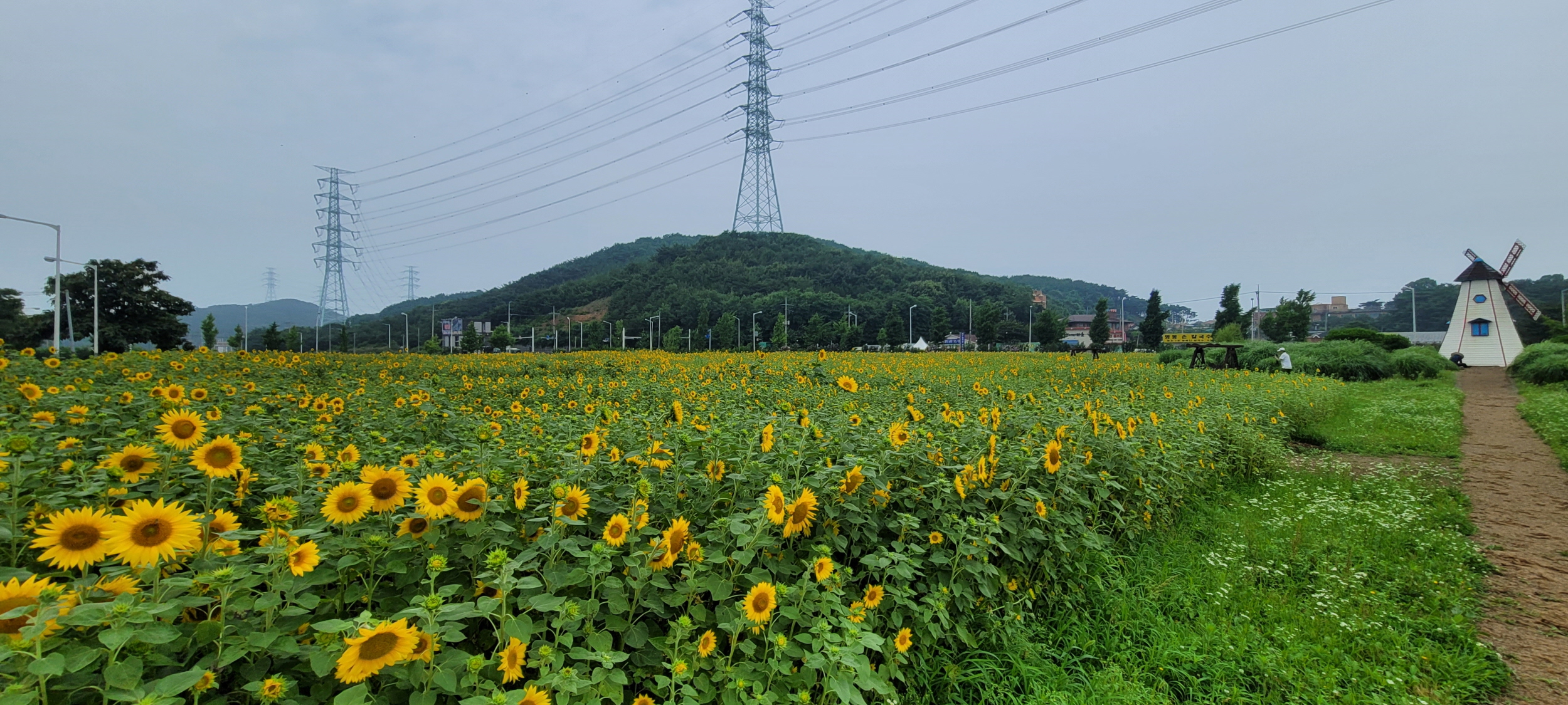 [포토뉴스]안산시 대부도, 해바라기 꽃으로 물들다