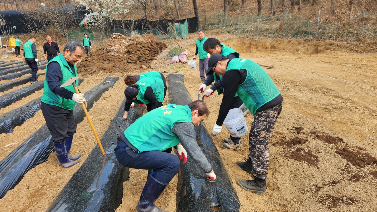 안산시 부곡동 새마을남녀지도자협의회, 사랑의 감자 심기