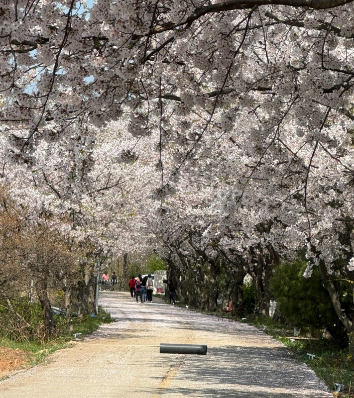 안산시 대부동, 부흥로 벚꽃 축제 성황리 성료 