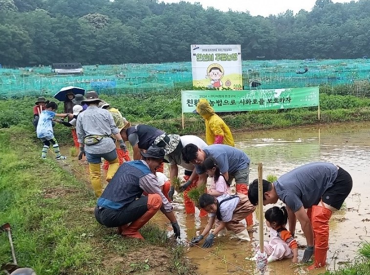 ‘도심 속 옛날 방식 그대로’… 안산시, 전통 모내기 체험행사 진행