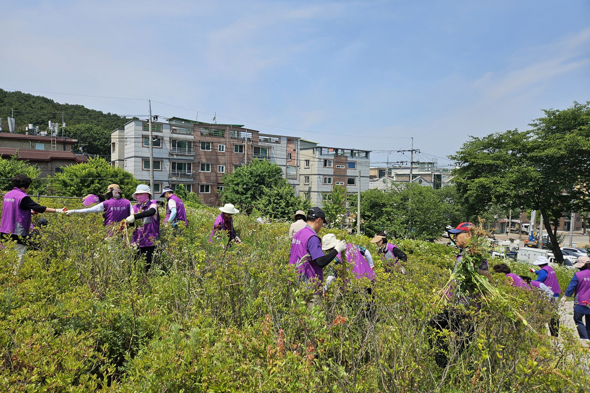 안산시 이동 통장협의회, 철쭉동산 잡초 제거